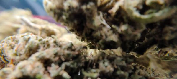 Popcorn - Pineapple Haze