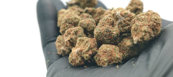 Green Crack - Popcorn Luxury Edition
