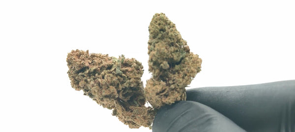 Popcorn - White Widow