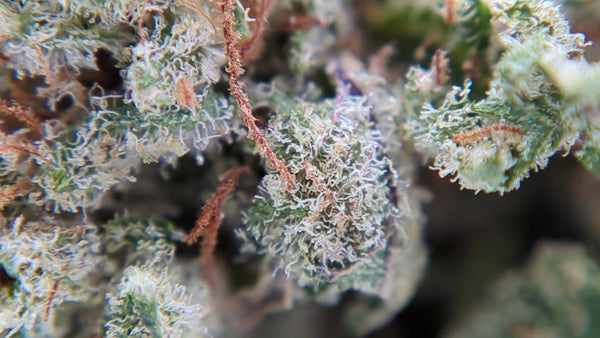 Kosher Kush - Luxury Edition