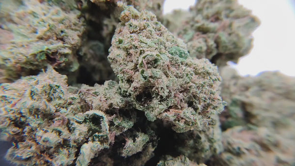 Popcorn - White Widow