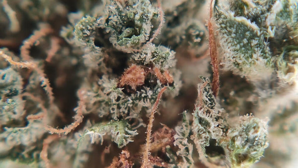 Amnesia Kush - Popcorn Luxury Edition