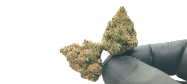 California Haze USA - Popcorn Luxury Edition