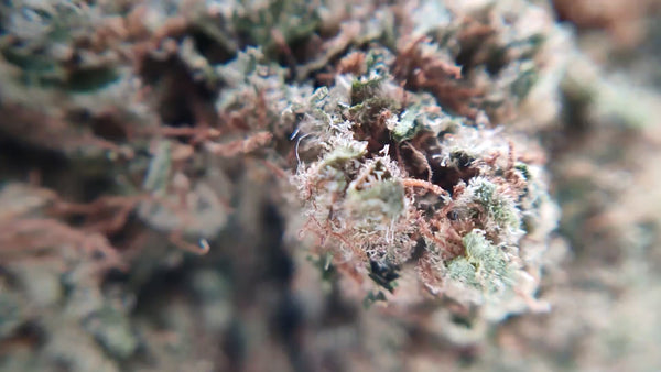 Cereal Milk CBD USA - Luxury Edition