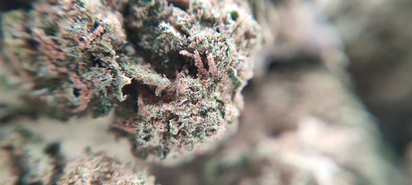 Popcorn - Pineapple Haze