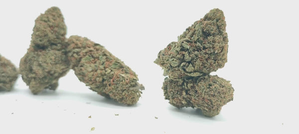 Ghost Train Haze CBD USA