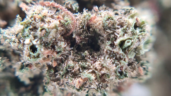 Popcorn - Harleyquinn