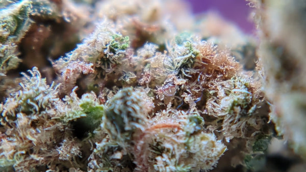 Chemdawg US CBD - Popcorn Luxury Edition