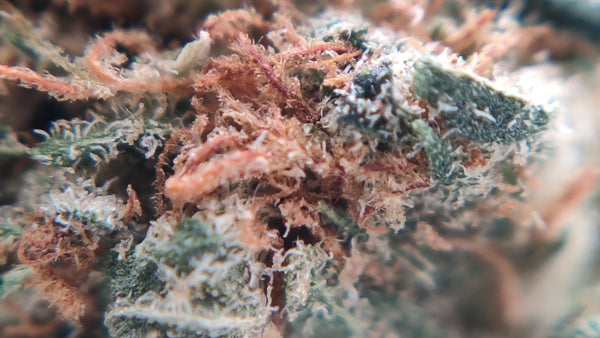 Chemdawg US CBD - Popcorn Luxury Edition