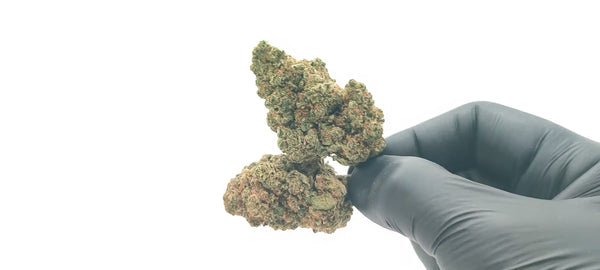 Hawaiian Haze - Luxury Edition