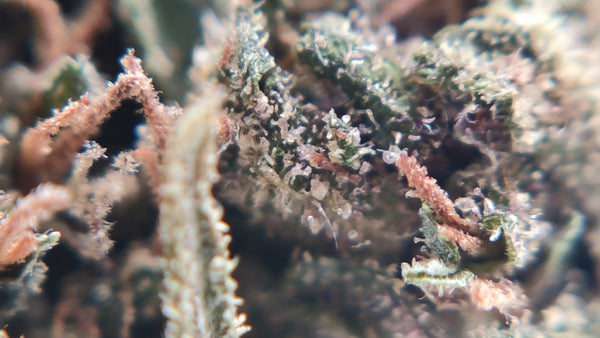 Blue Dream