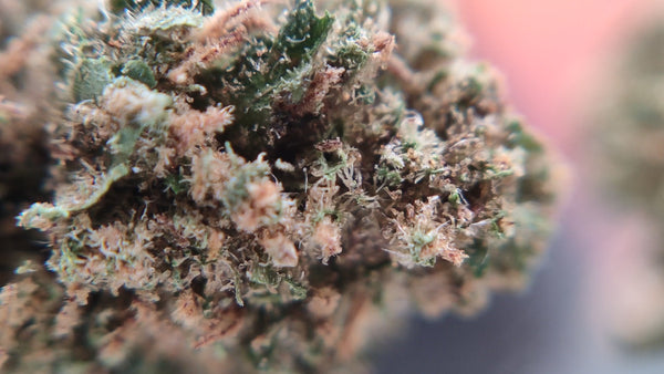 Popcorn - Champagne Kush