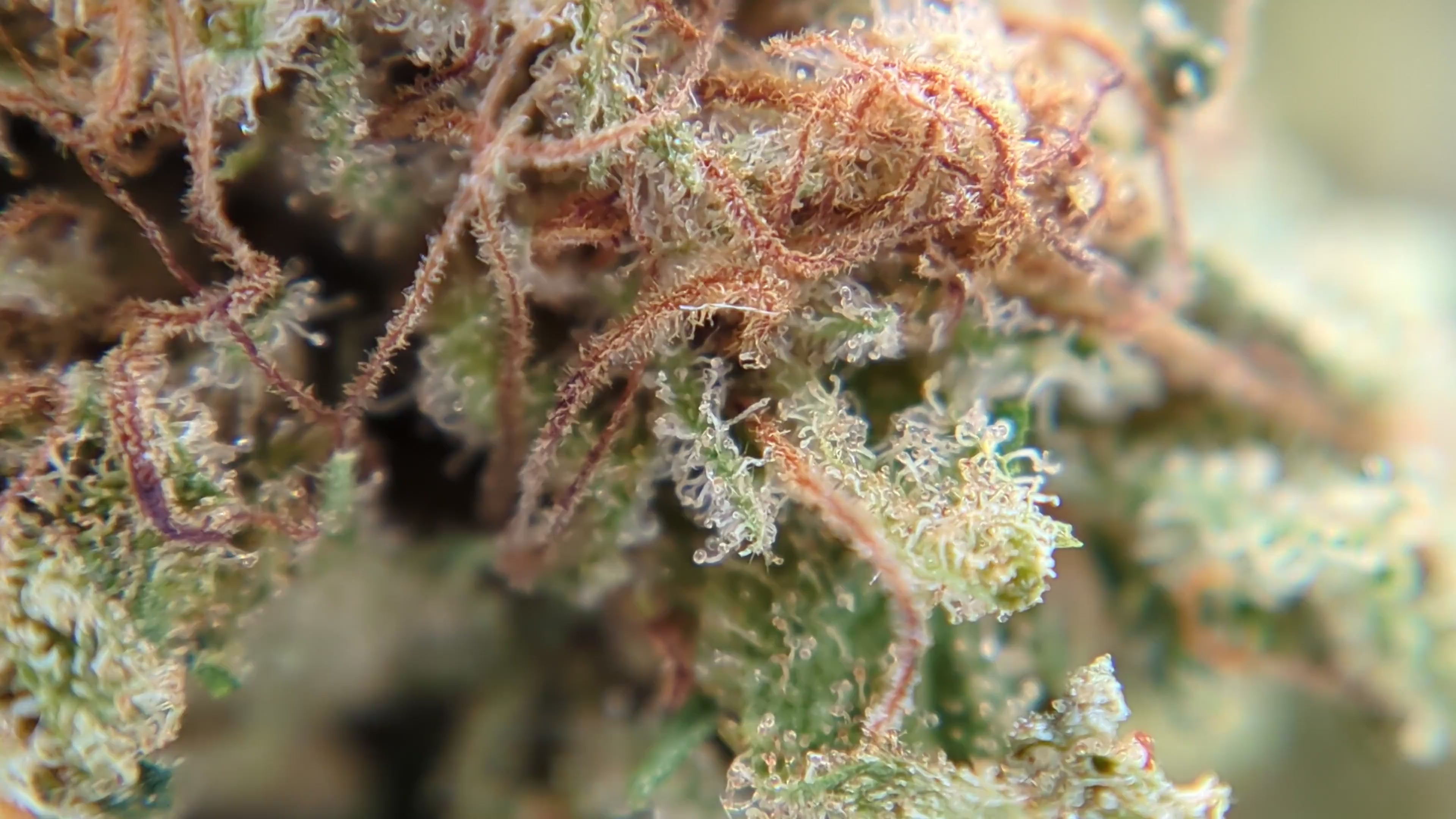 Vidéo fleur de CBD premium Papaya Haze indoor