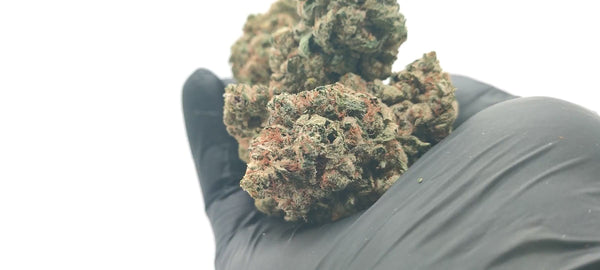 Kosher Kush - Luxury Edition