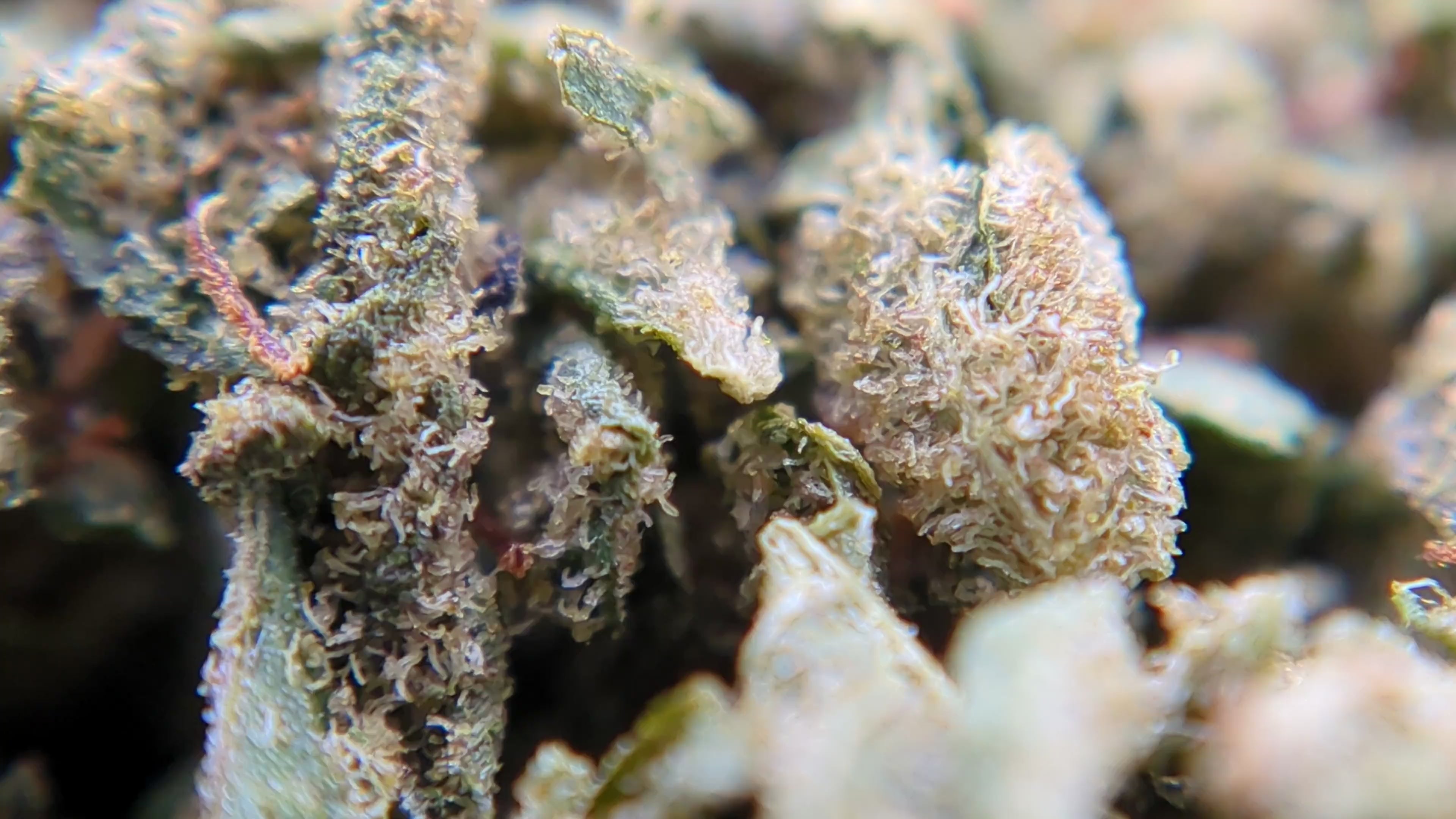 Vidéo trim de CBD Tropical OG indoor