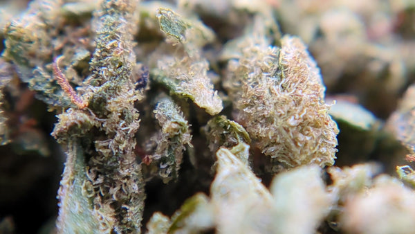 Trim 100% Indoor - Tropical OG