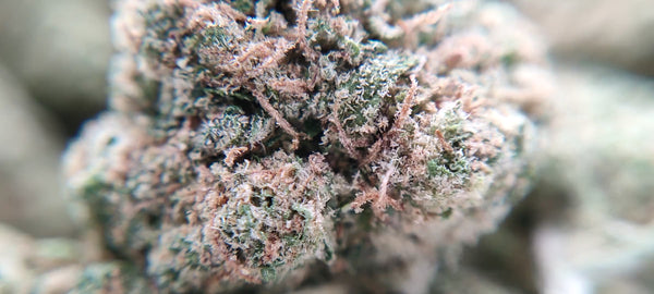 Lifter CBD USA - Popcorn Luxury Edition - LFC Drop #01