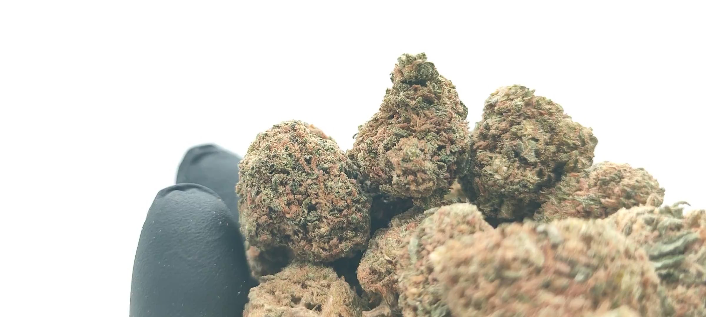 Vidéo popcorn CBD indoor Chemdawg USA