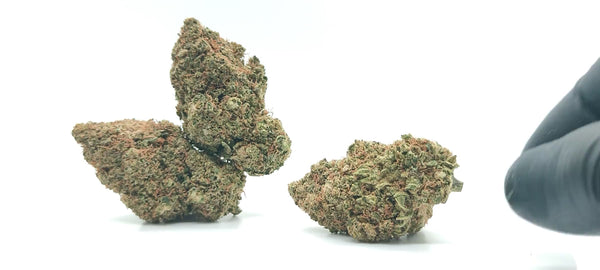 Ghost OG Hydro Cali