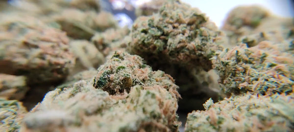 California Haze - Popcorn Luxury Edition