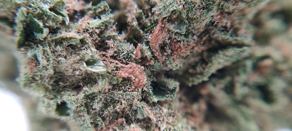 Amnesia Diesel - Luxury Edition