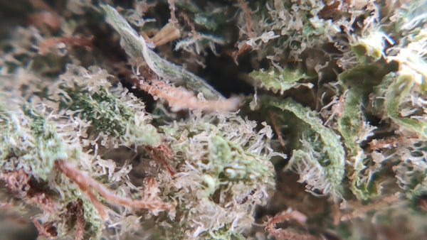 Jack Herer - Popcorn Luxury Edition