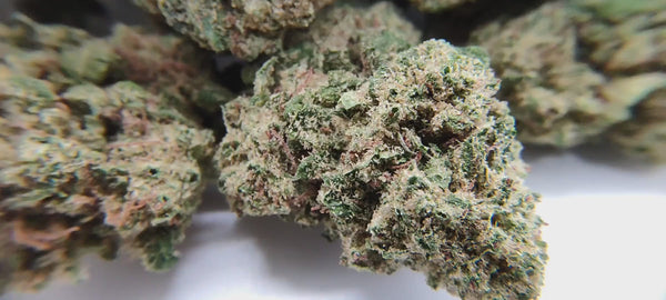 Popcorn - California Haze USA