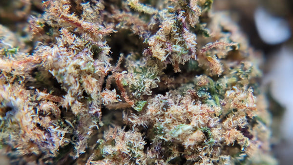 Purple Muffinz - Popcorn Luxury Edition