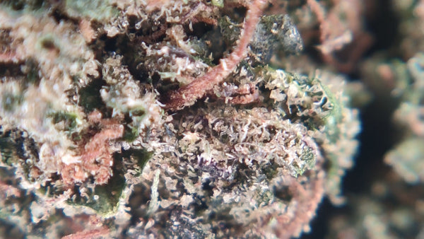Super Lemon Haze