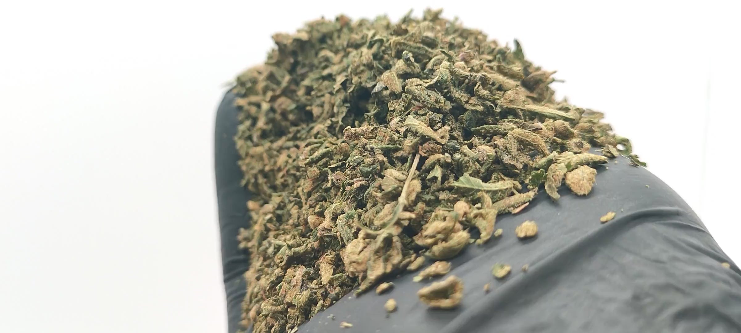 Vidéo trim CBD pas cher Tropical OG indoor France