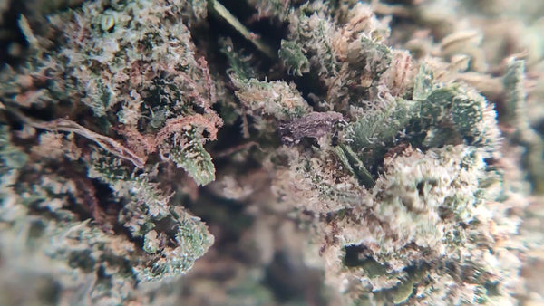 Gorilla Glue #4 - Luxury Edition