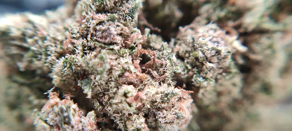Animal Mintz CBD - Luxury Edition