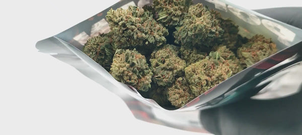 Popcorn - Jet Fuel OG USA