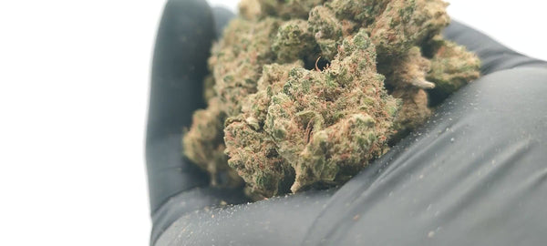 Jack Herer - Popcorn Luxury Edition