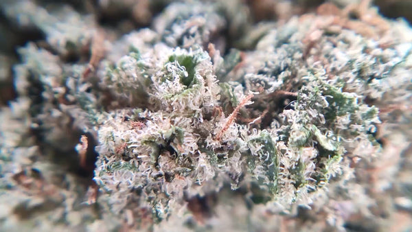 Tropical OG - Luxury Edition