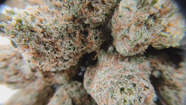 Mimosa - Popcorn Luxury Edition - LFC Drop #01