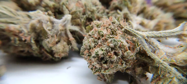 Cherry Pie - Popcorn Luxury Edition