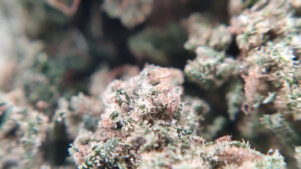 Jack Herer