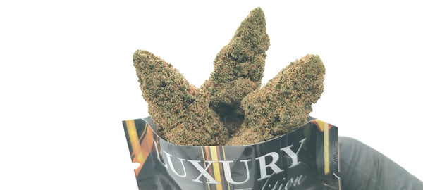 G13 Haze - Luxury Edition