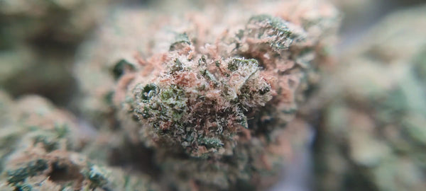 Super Lemon Haze - Popcorn Luxury Edition