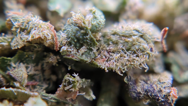 Trim 100% Indoor - Sunset Sherbet