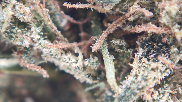 Super Silver Haze - LFC drop #01