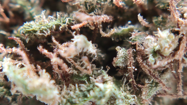 Popcorn - White Widow