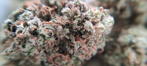 New York City Diesel - Popcorn Luxury Edition