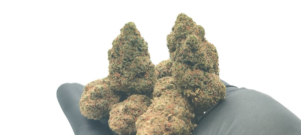 Papaya Haze - Luxury Edition