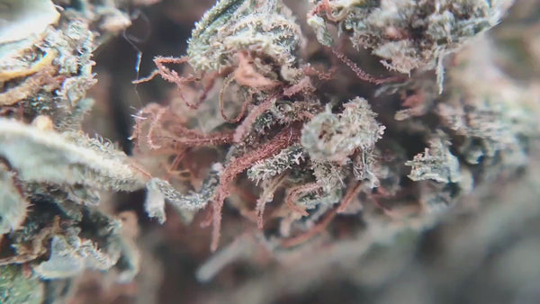 Amnesia Lemon Haze