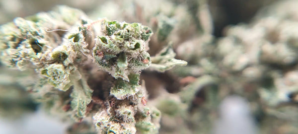 Popcorn - Jet Fuel OG USA