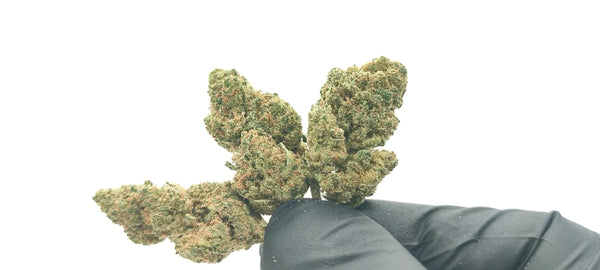 Super Lemon Haze - Popcorn Luxury Edition