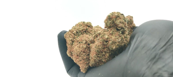 Ghost OG Hydro Cali