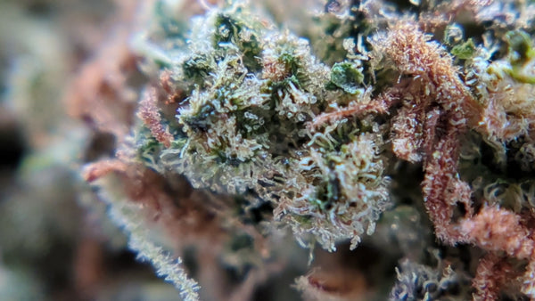 Cereal Milk CBD